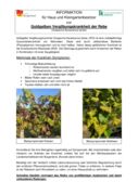thumbnail of Grapevine Flavesence dorrée_Infoblatt_Kleingärten
